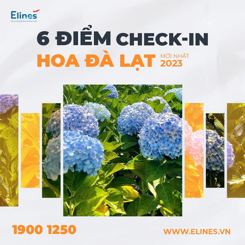 6 ĐIỂM CHECK IN HOA ĐÀ LẠT MỚI NHẤT 2023
